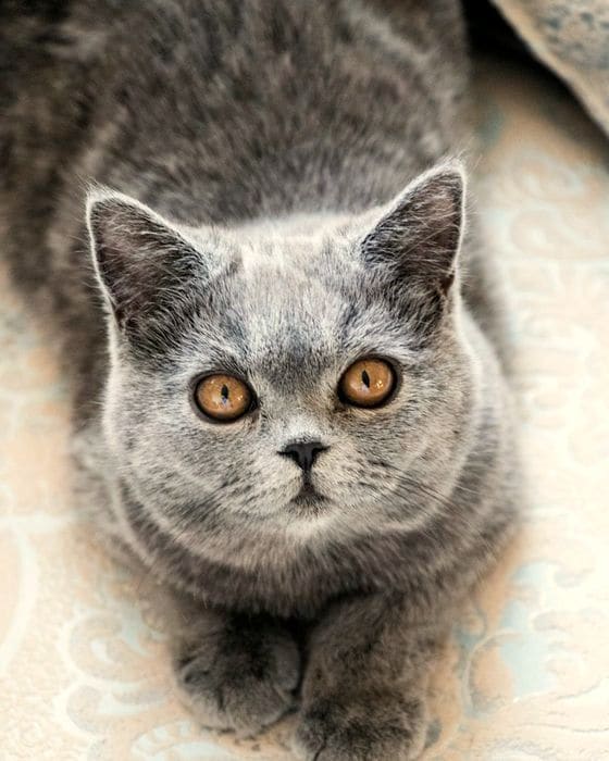 Тот же серый британский кот сидит прямо, шерсть блестящая, взгляд ясный